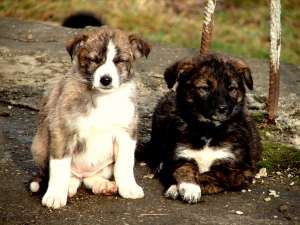 Opt puiuti spre adoptie