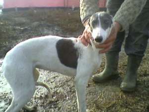 viin femela greyhound