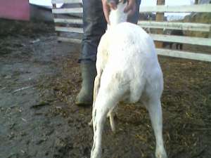viin femela greyhound