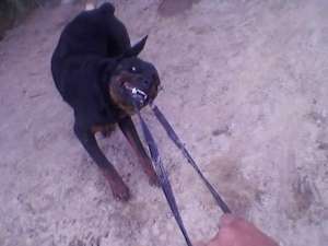 OFER ROTTWEILER MONTA