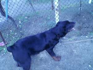 OFER ROTTWEILER MONTA