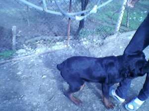 OFER ROTTWEILER MONTA
