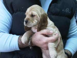 PUI COCKER SPANIEL