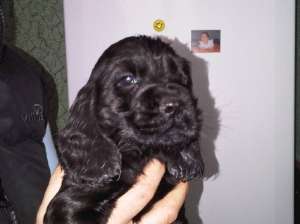 PUI COCKER SPANIEL
