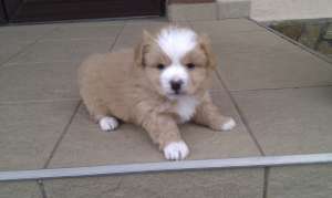 Vand Bichon Havanez Suceava