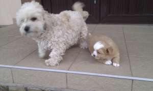 Vand Bichon Havanez Suceava