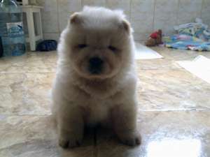 chow chow mascul alb