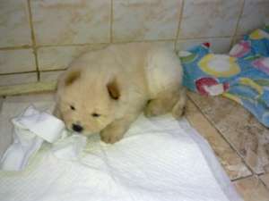 chow chow mascul alb