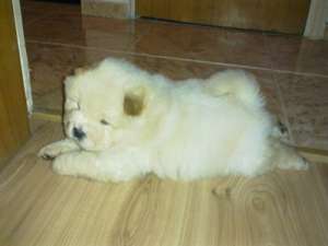 chow chow mascul alb