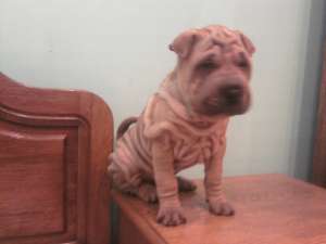 vand femele shar-pei deosebite ! 500 RON