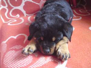 vand rotweiler