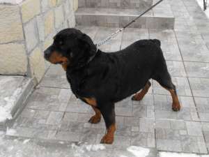 vand pui rottweiler