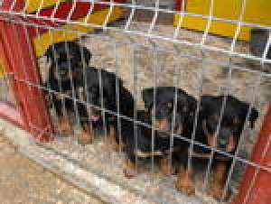 vand pui rottweiler