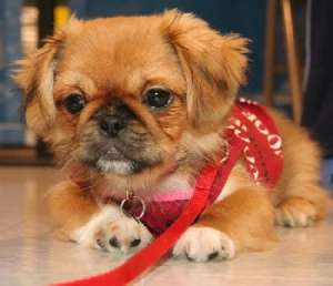 cumpar urgent caine de talie  mica
