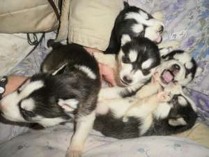 husky pui de vanzare