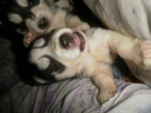 husky pui de vanzare
