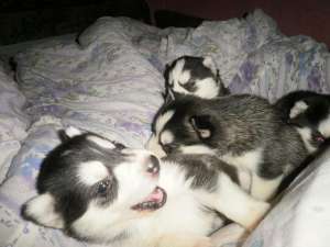 husky pui de vanzare