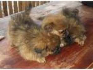 cumpar urgent caine de talie  mica