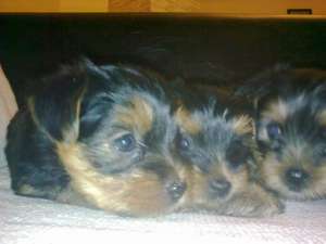 vand pui yorkshire terrier