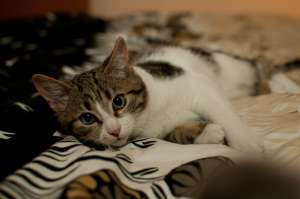 Perry, motanel gri tigrat superb,  afectuos, vaccinat