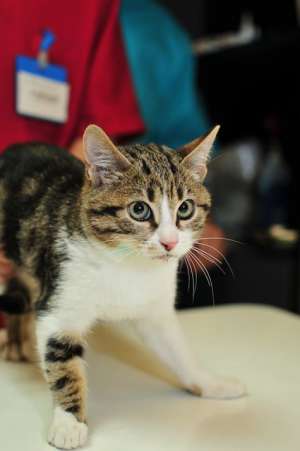 Perry, motanel gri tigrat superb,  afectuos, vaccinat