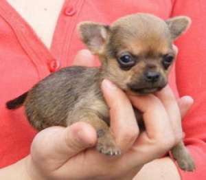 Pui Chihuahua disponibili acum