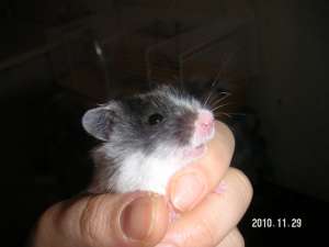 HAMSTERI ALB CU NEGRU DE VANZARE
