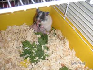 HAMSTERI ALB CU NEGRU DE VANZARE