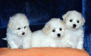 VAND BICHON FRIZE ( OFERTA )