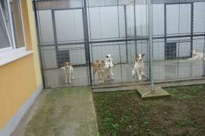 Caini de 7 luni pentru adoptie