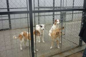Caini de 7 luni pentru adoptie