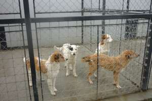 Caini de 7 luni pentru adoptie