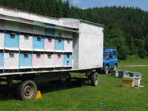 vand pavilion apicol 42 de familii