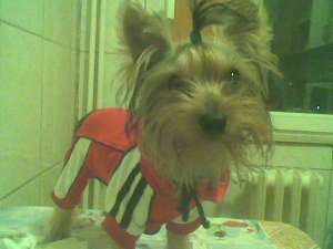caut partenera yorkshire terrier toy