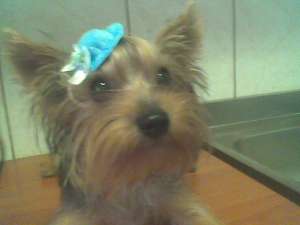 caut partenera yorkshire terrier toy