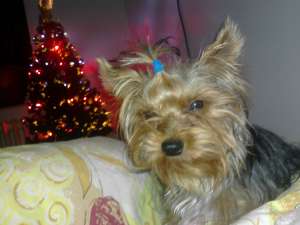 caut partenera yorkshire terrier toy