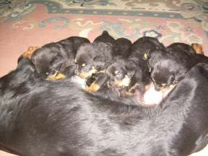 vand pui rottweiler