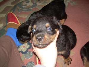 vand pui rottweiler