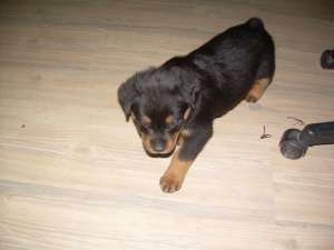 vand pui rottweiler