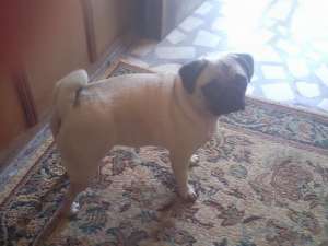 VAND MOPS-PUG