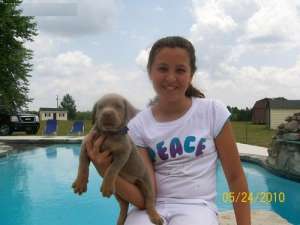 Clean 2 pui Labrador acum disponibile.