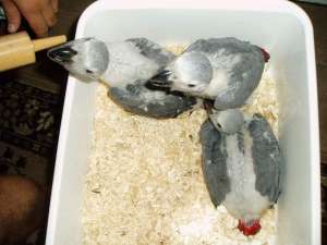 PASARI -JAKO