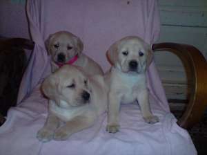 pui labrador cadou craciun