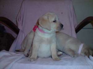 pui labrador cadou craciun