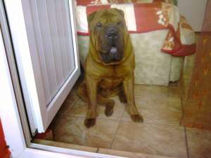 Ofer shar.pei pt monta