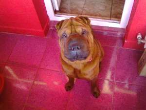 Ofer shar.pei pt monta