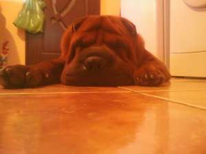 Ofer shar.pei pt monta