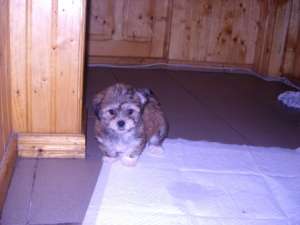 Vand pui Bishon Havanese