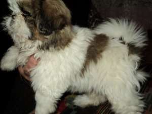 VAND PUIUT SHIH TZU,  MASCUL,  2 LUNI