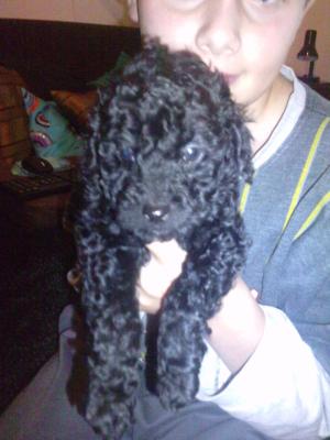 Vanzare caniche